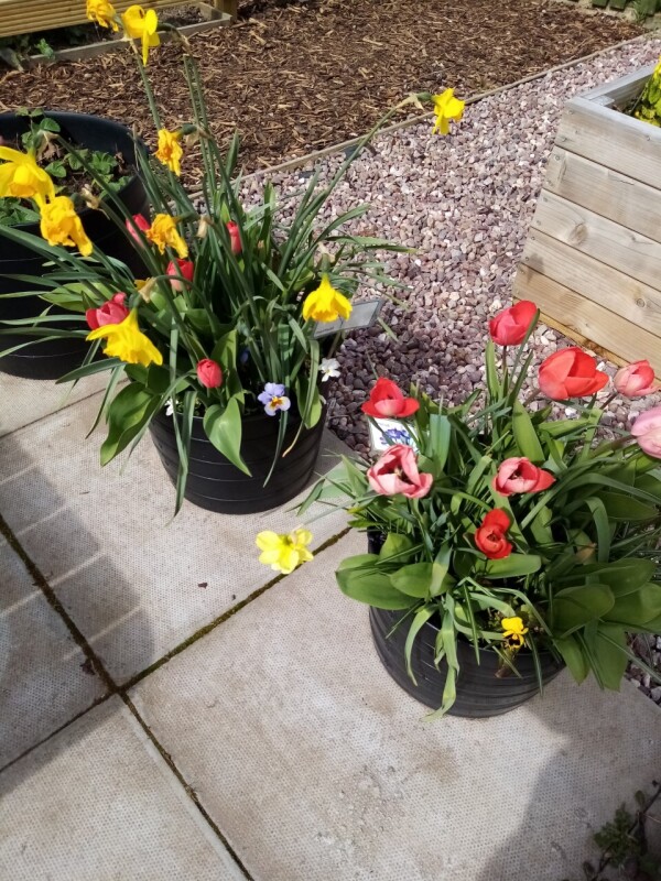Allotment2