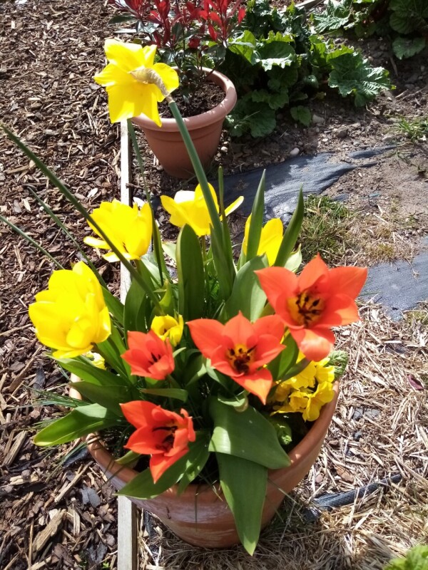 allotment3