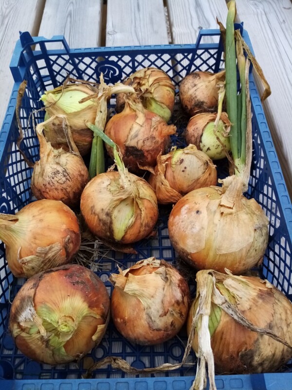 onions