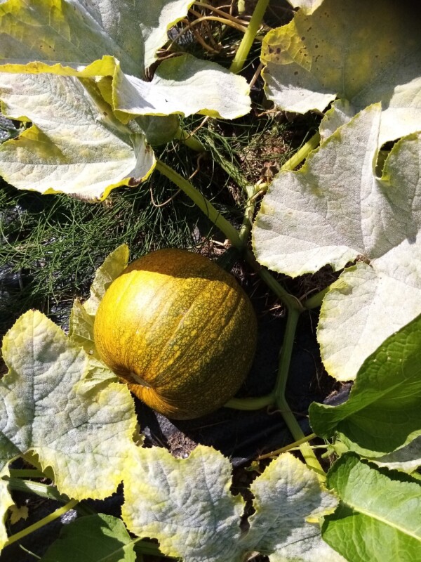 pumkins