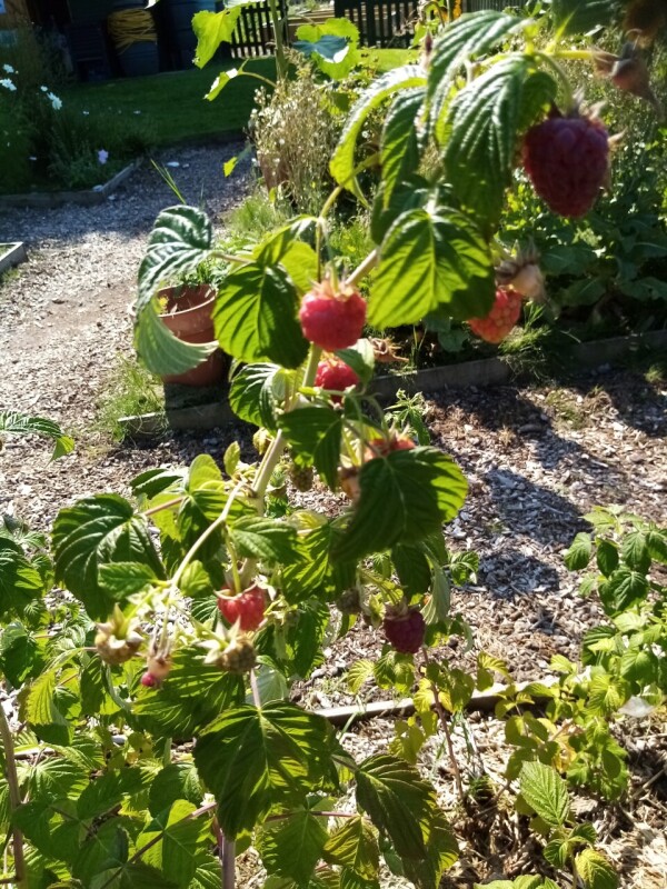 rasberries