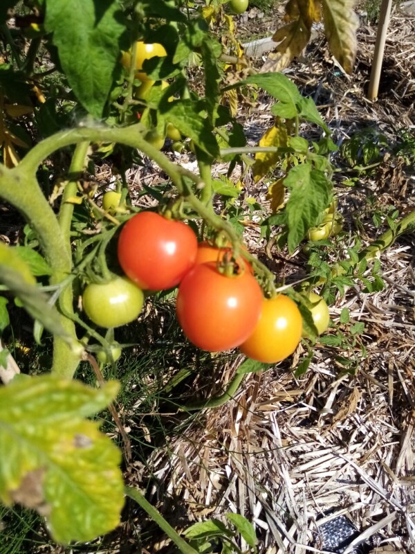 tomatoes